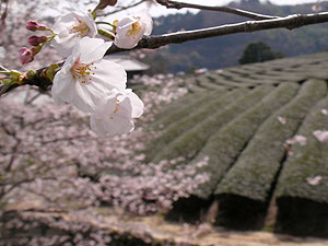 茶畑と桜