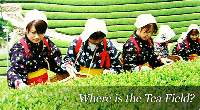 Where is the Tea Field?