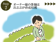 オーナー様の茶畑はおぶぶが育成、収穫します。