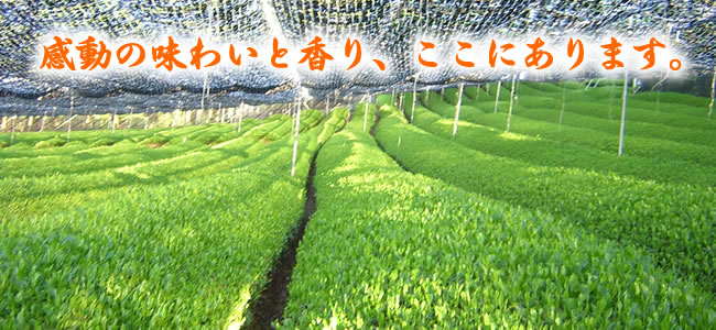 感動の味わいと香り、ここにあります。