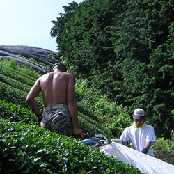 夏の収穫作業風景
