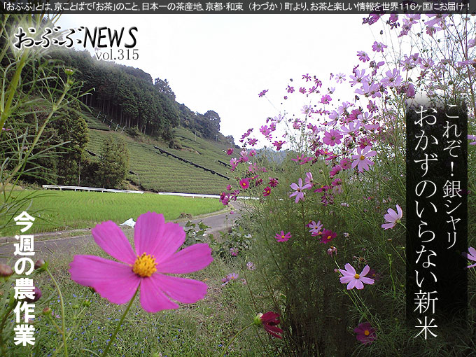 秋晴れの茶畑