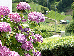 茶畑　風景