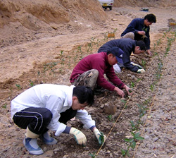 開植　茶の苗木　植林