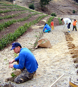 開植　茶の苗木　植林