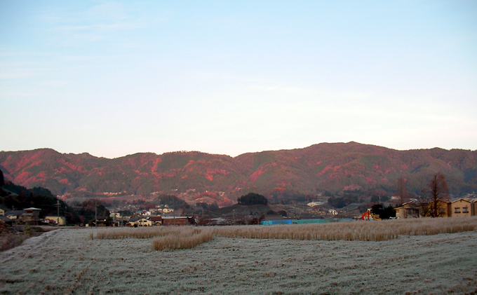 12/19 朝、舞い降りる白い妖精たち