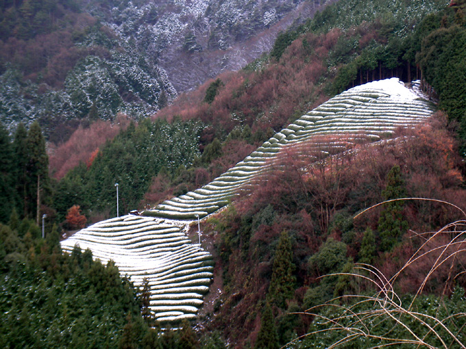 01/09 茶畑が雪化粧！