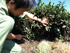 一口あたり、茶畑一坪。お一人さま何口でもオーナーになれる。