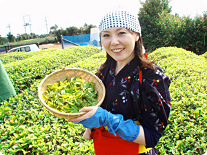 茶畑