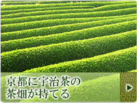 京都に茶畑が持てる!