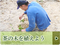 茶の木を植林しよう