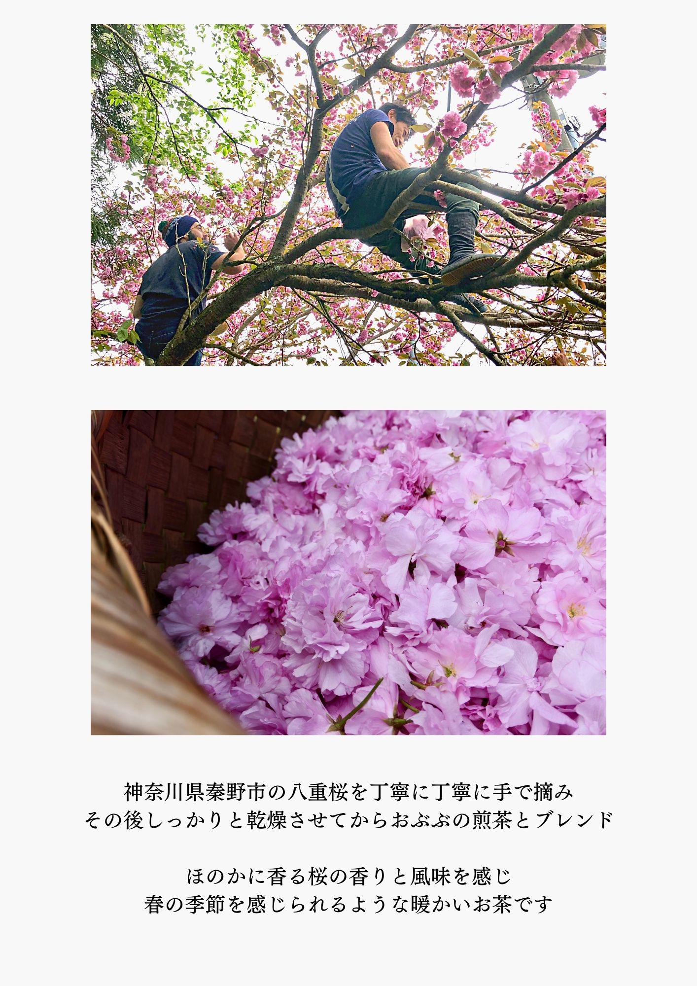 手摘みした 和束の茶畑のある山にある「八重桜」と和束産 高級煎茶でつくった純国産 ハーブ煎茶２５g